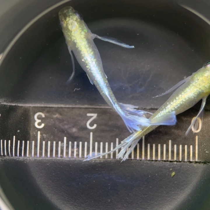 海水鱼真长鳍帝姬30号
