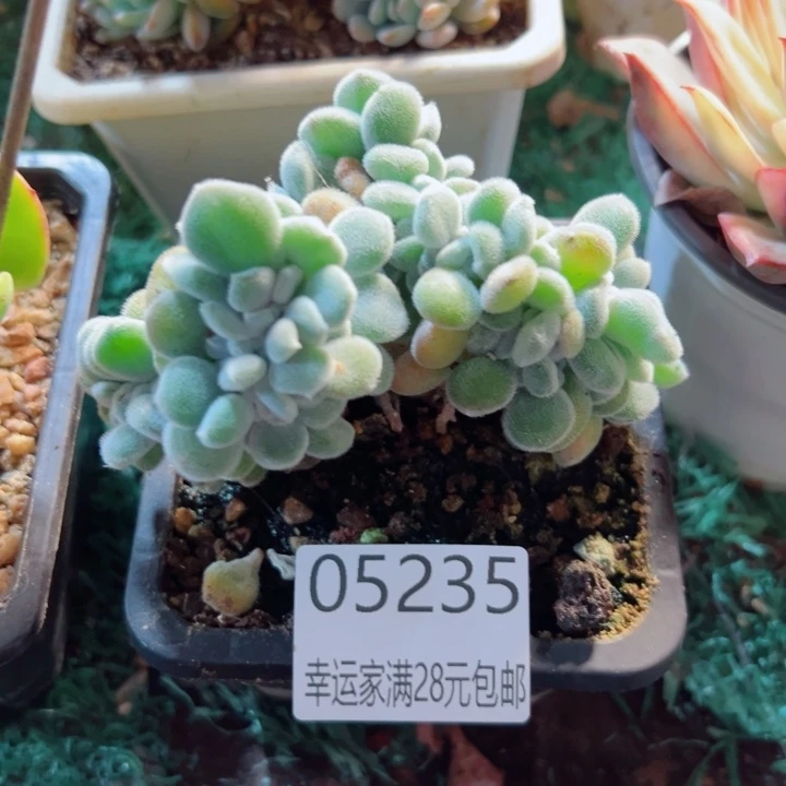 幸运的是我还没遇到过这么