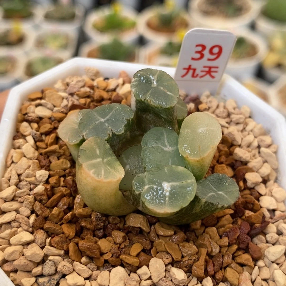 39号实生万象锦带盆