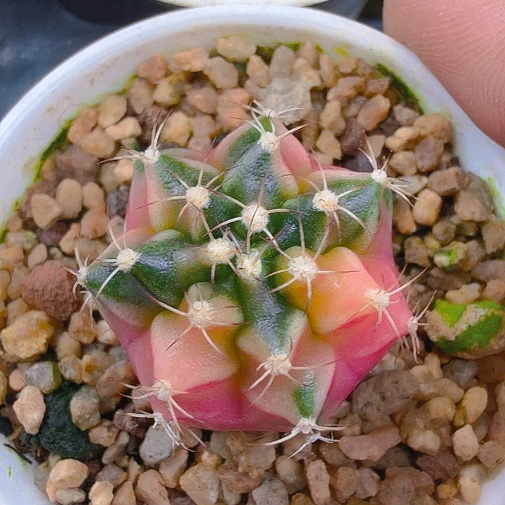 当前无花朵，栽培后可花朵