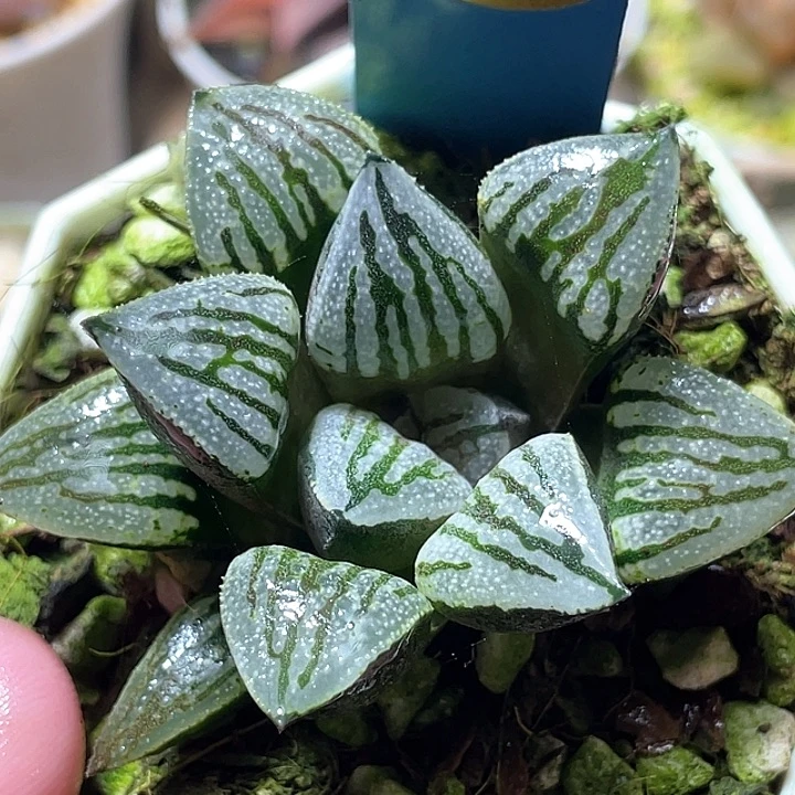 505快克特选福利一物
