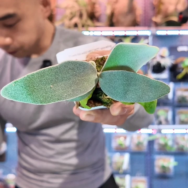 完全开放HFG WZT 孢播苗