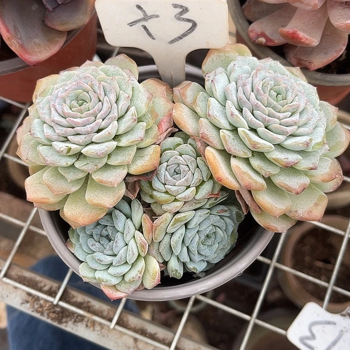 两单包邮，一物一拍就散，冰魄3