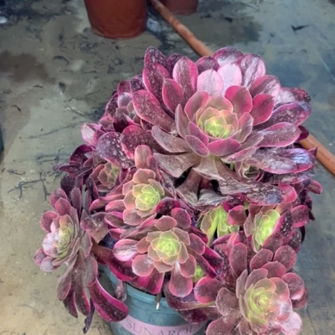 美杜莎多肉植物011