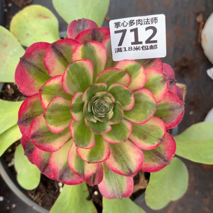 712海神掌心多肉法师锦不包侧枝断枝的