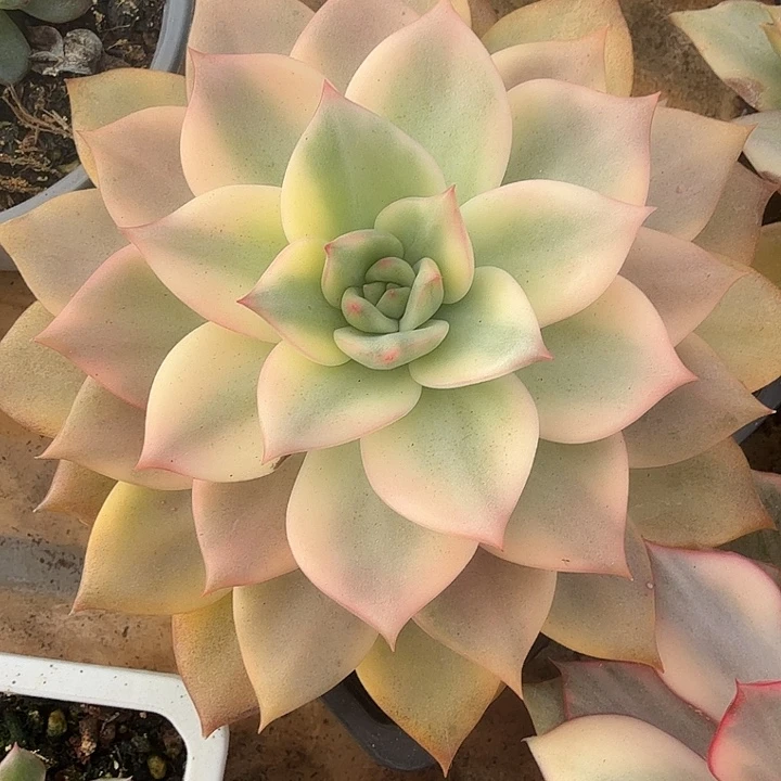 卡梅拉锦多肉锦植物