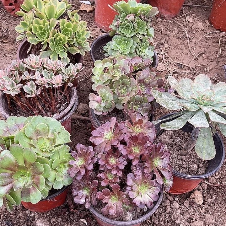 7棵玫瑰玫瑰玫瑰玫瑰