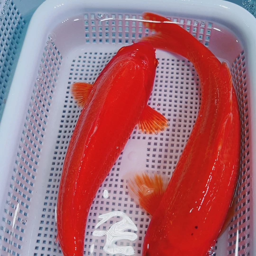 锦鲤锦鲤冷水鱼观赏