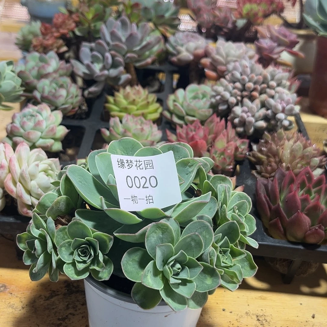 山地玫瑰一物一拍20