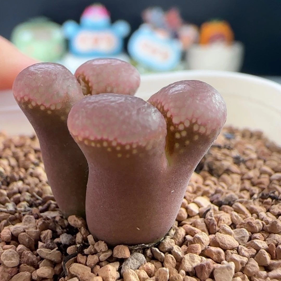 0187/y345极光风铃/