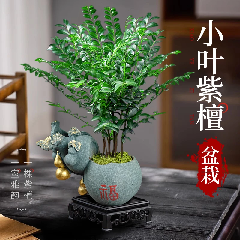 小叶黑骨茶紫檀盆景植物老桩盆栽办公室内花卉绿植好养活四季常青