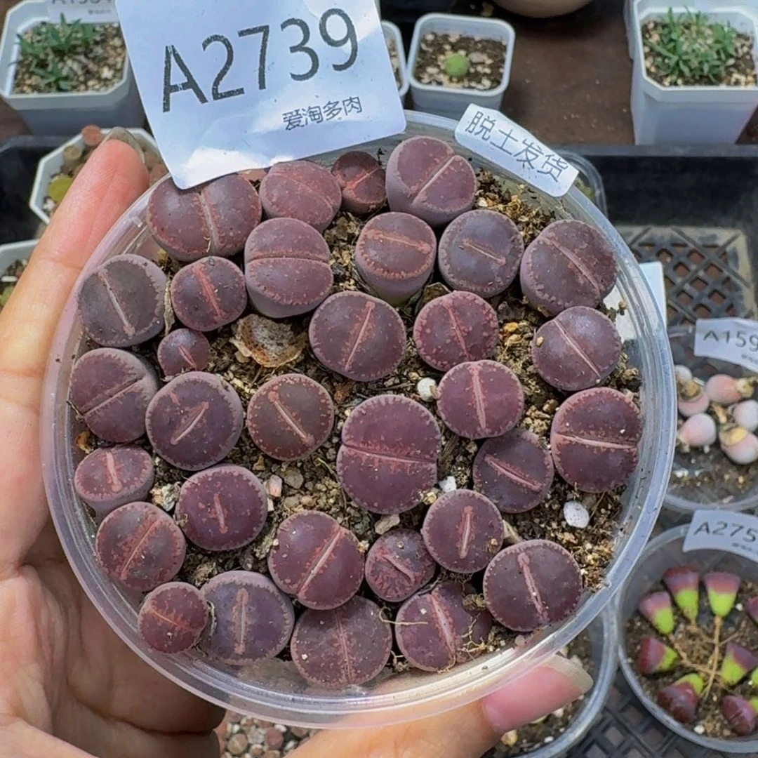 2739 生石花和肉锥