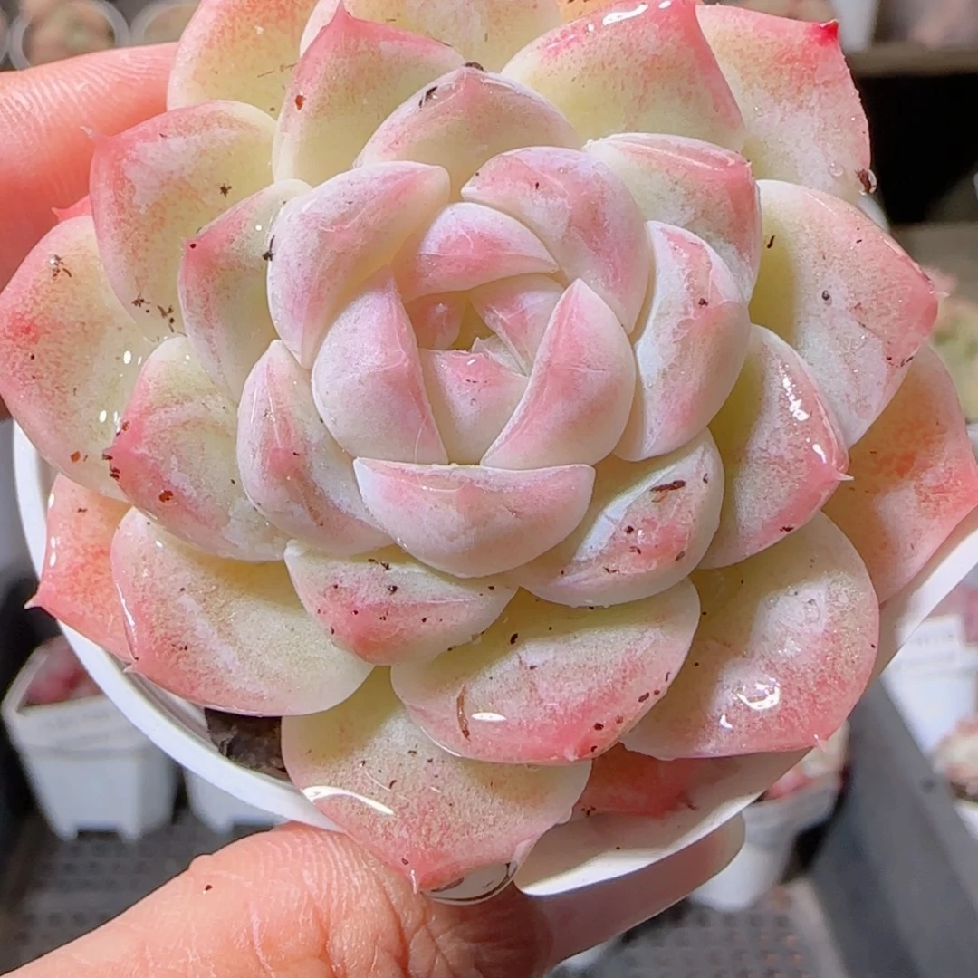 花语多肉1211-141溏心