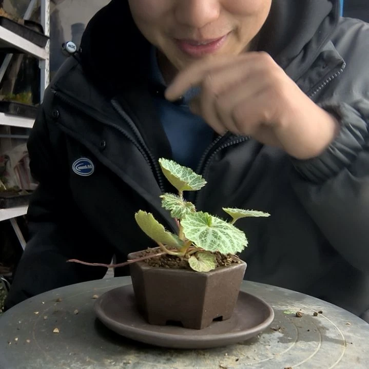 ?****3小盆景小植物一物一拍173