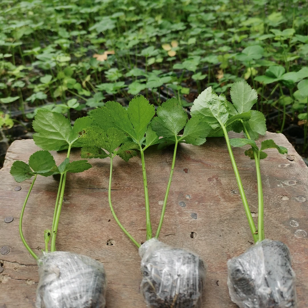 长寿菜咸草王原土小盆栽种子新鲜发货四季可种易成活四季可种