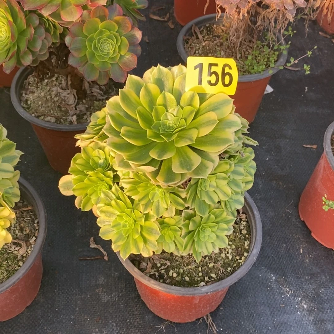 金丝翡翠多肉法师156