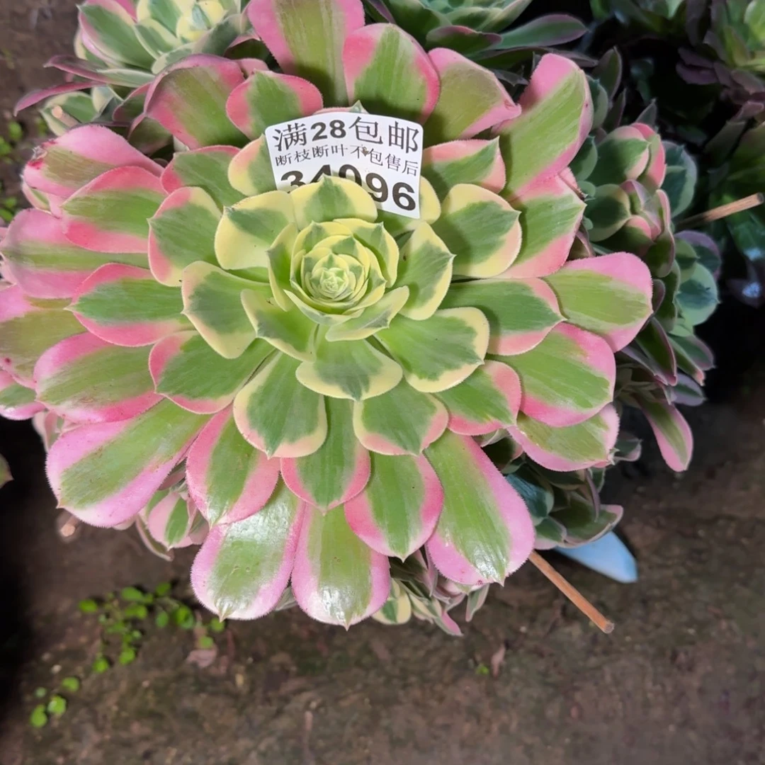 34096白凤多肉植物