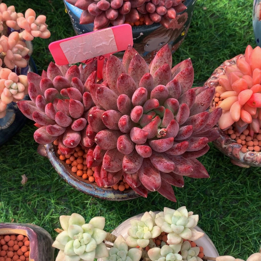 时***苒多肉植物672737272733@