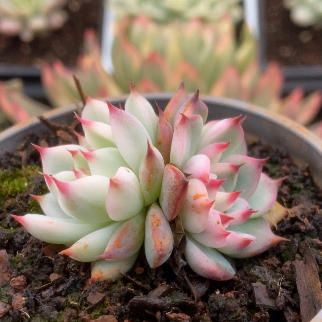 135吉娃娃双头覆轮5公分福利