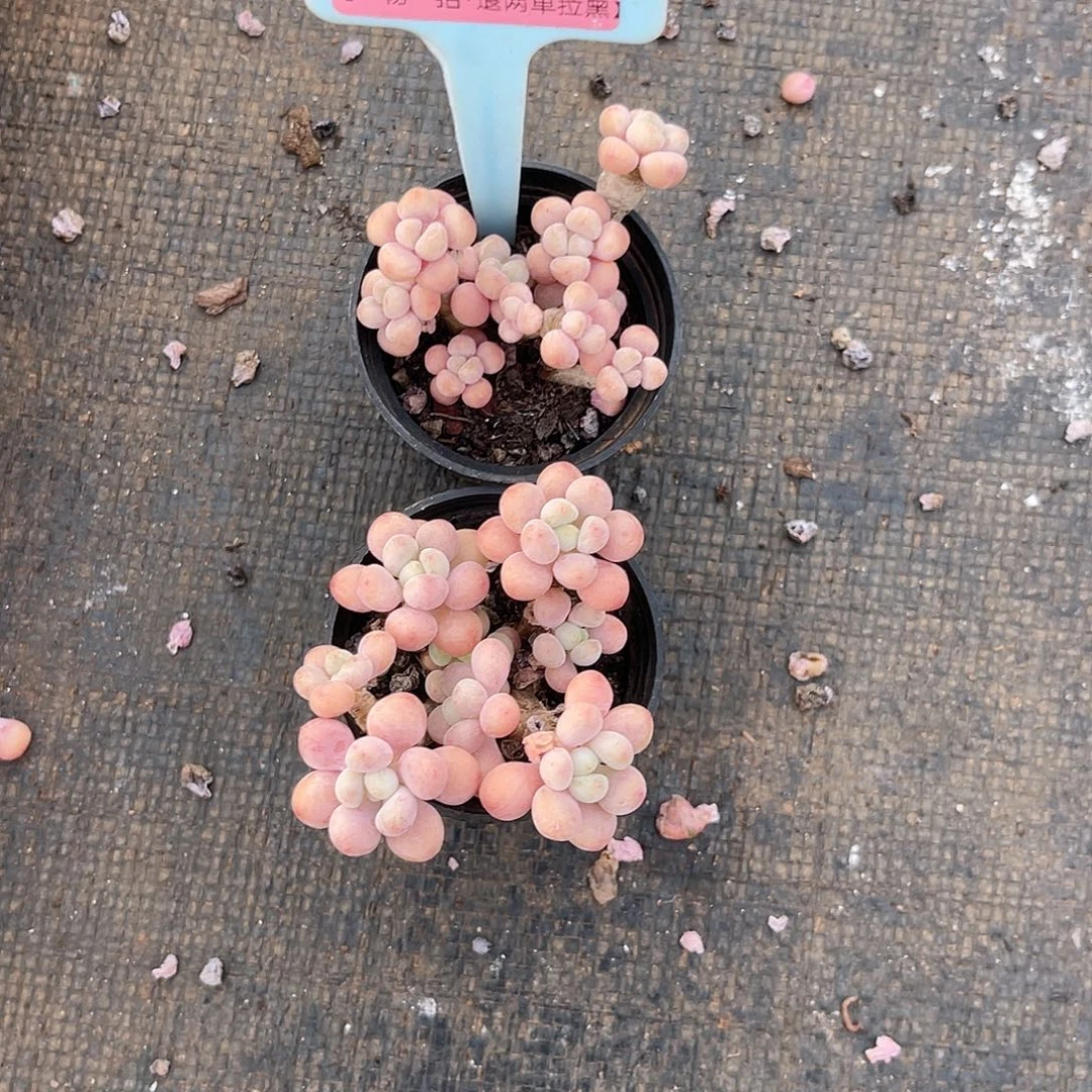 贩***光云尘多肉一物一拍1232