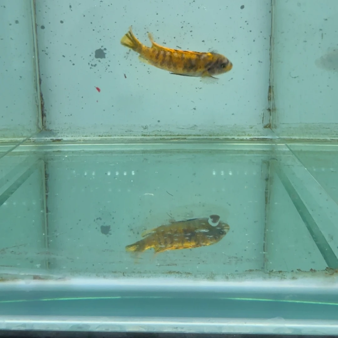 一***钱海水631松比西勾鼻。