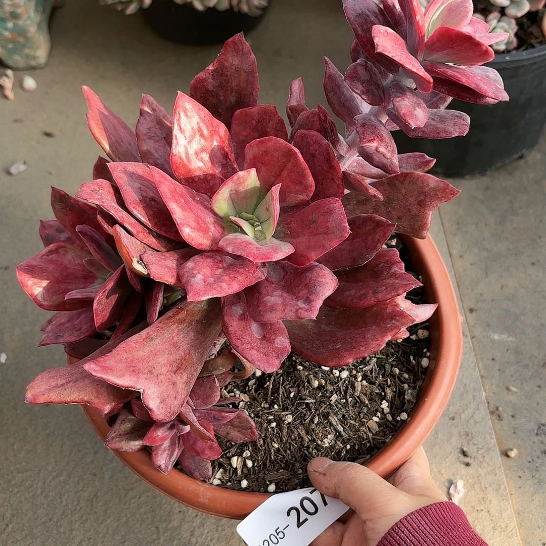 同温层多肉钻石锦207