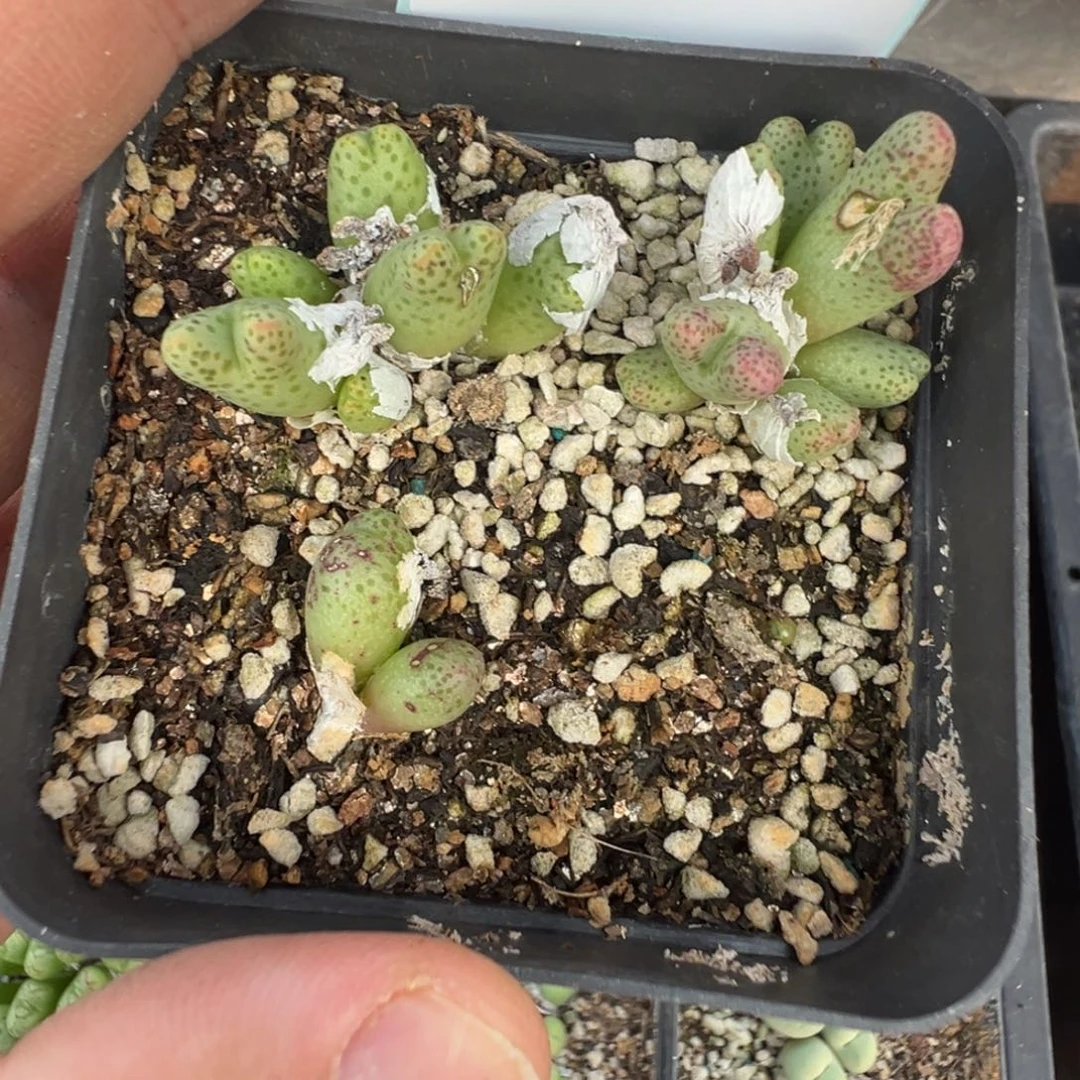 16-106肉锥多肉植物