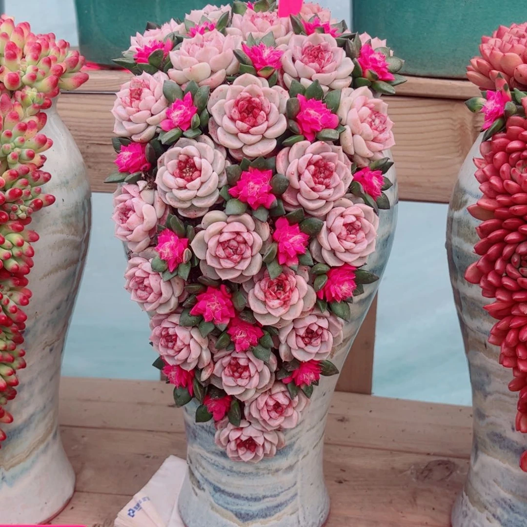 张*天鹅绒多肉植物组合