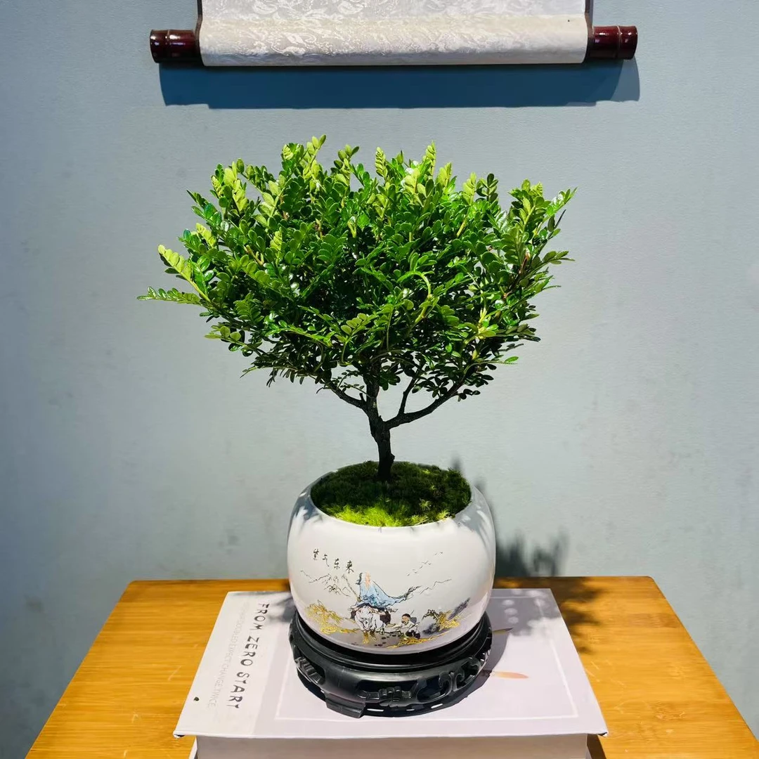 清香胡椒木大冠幅带ZF紫气东来盆室内绿植 下单送接水盘