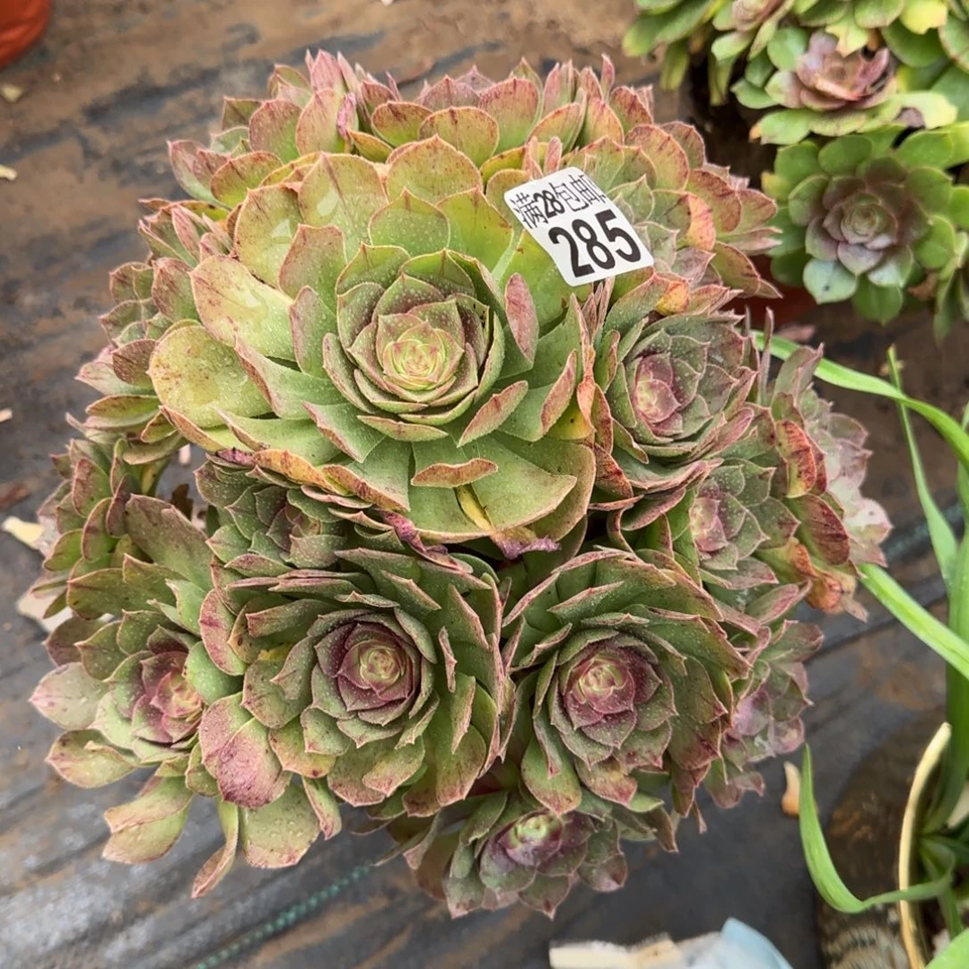 沙拉万多肉285满28包邮断枝不包