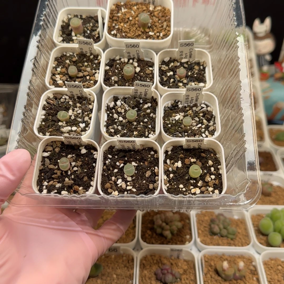 青****肉锥多肉植物组合-有疤652