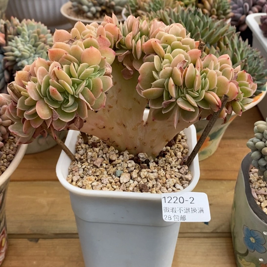 2号多肉群缀化板子