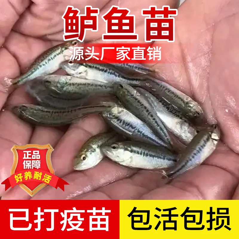 鲈鱼苗优质大口黑鲈鱼鳜鱼淡水养殖路亚食用饲料鲈鱼活体观赏鱼苗