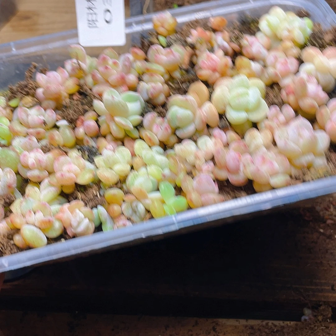 y***y多肉植物多肉植物391