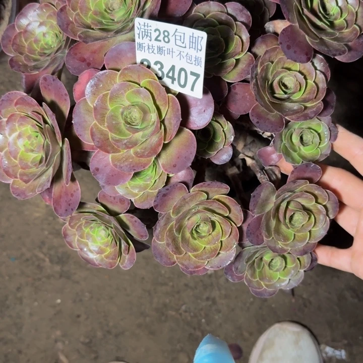 23407魅金玫瑰多肉