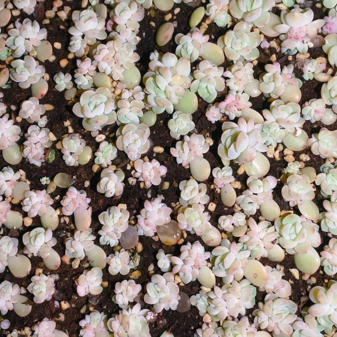 干冰切糕穴一个满25包邮