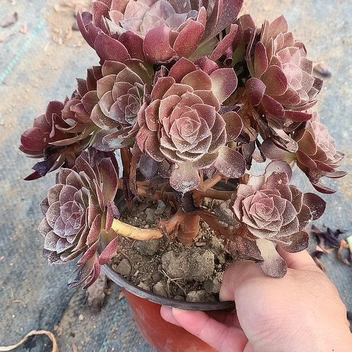 682赤焰莲多肉植物