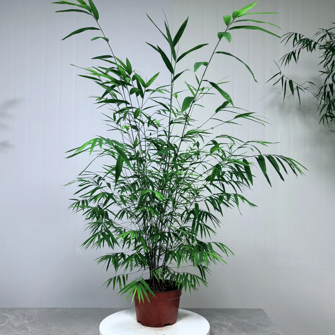 内门竹2号大丛林顺丰包邮禅意台湾竹盆栽绿植室内