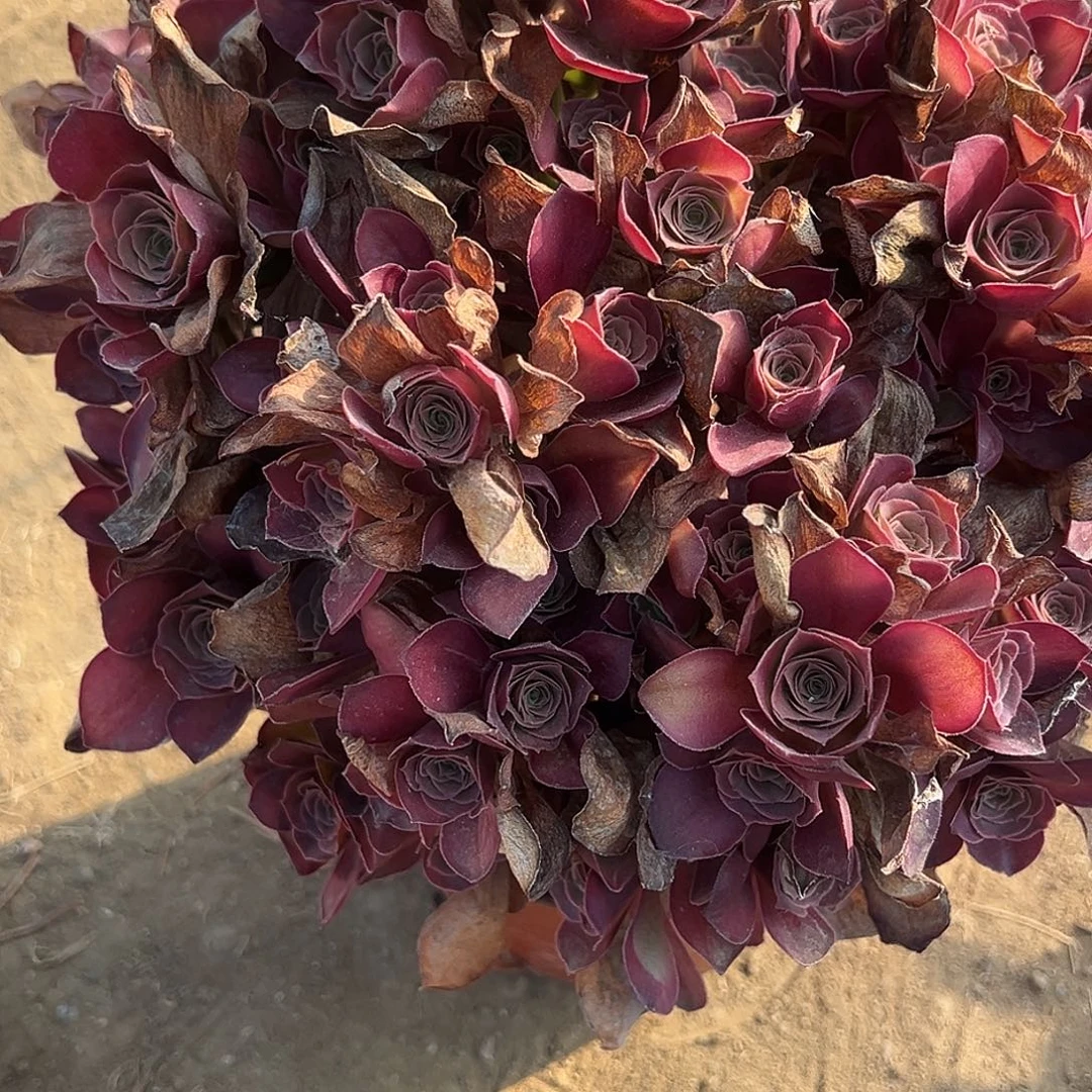 8.3-6玫瑰多肉植物4