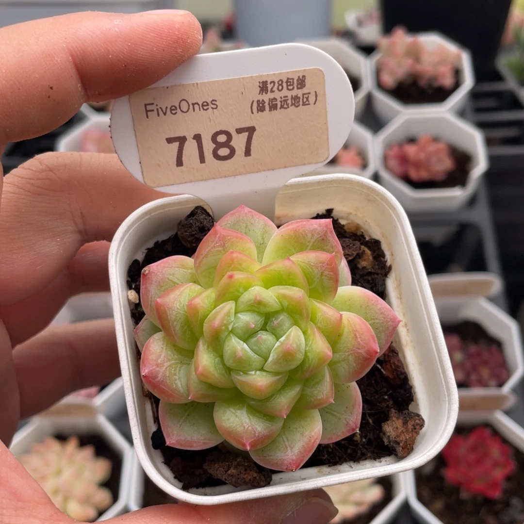 编号系列7187-5厘米