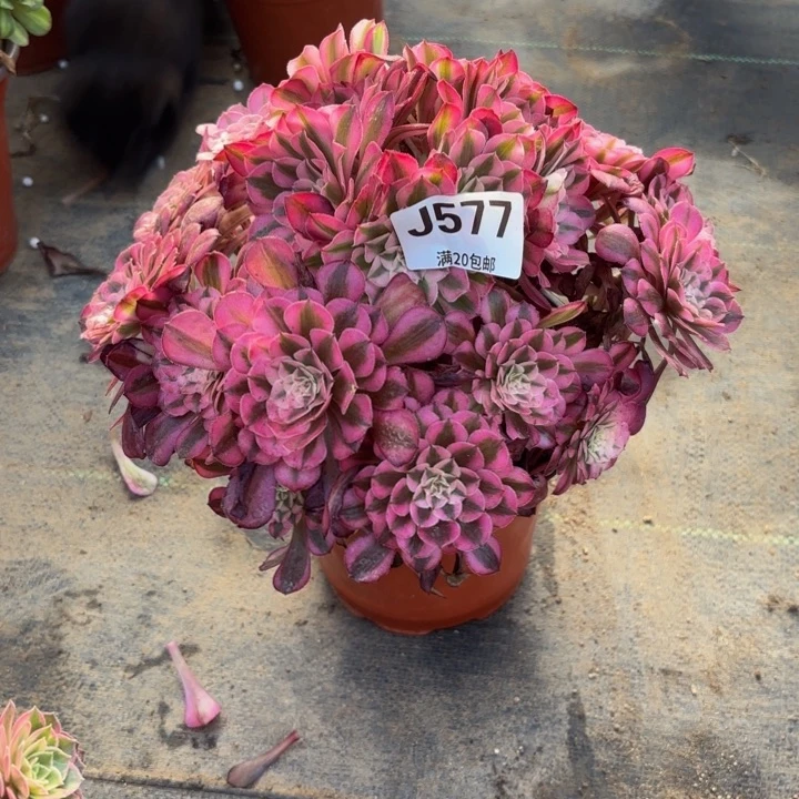 瑞妈多肉园艺，577