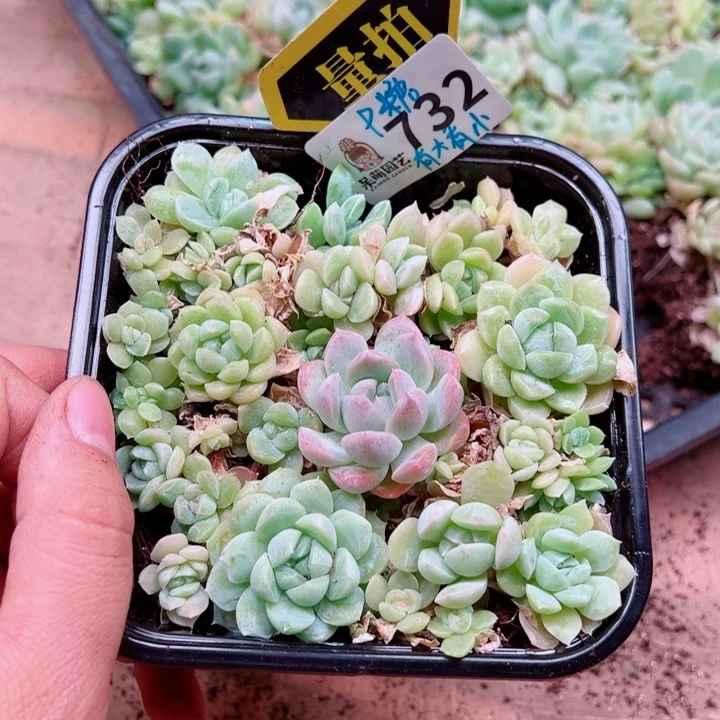 多肉植物多肉植物