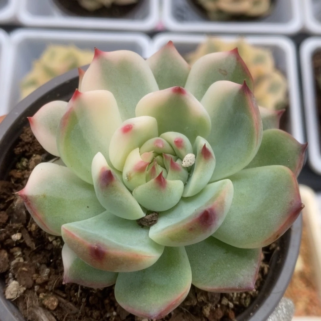 447锦锦锦锦锦锦锦锦