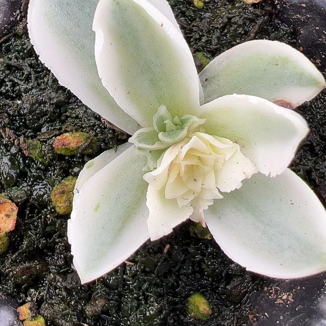 极***志山地玫瑰锦秋夕1265号