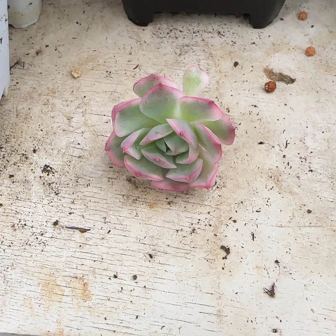 韩水晶锦多肉植物