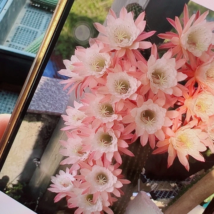 金妞 菲德尔 侧芽18厘米 满20包邮