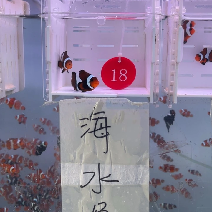 海水鱼精品玛瑙一对4-5