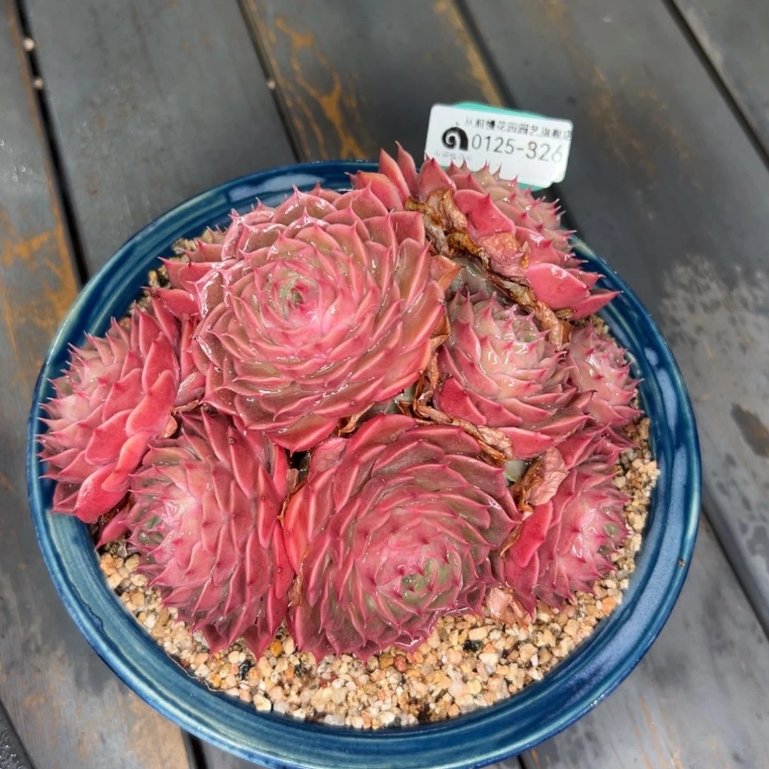 多肉一物一拍0125-326