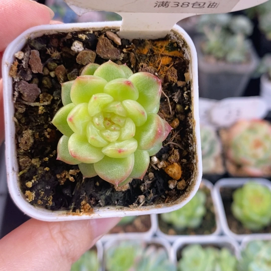 巫啦啦青罗单头一颗24号