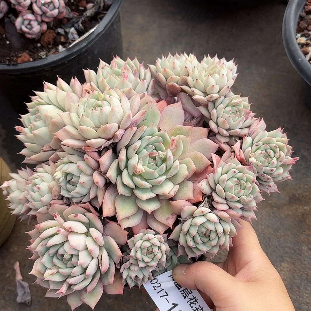 同温层多肉踢劈125